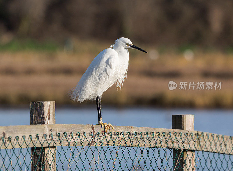 小白鹭(Egretta garzetta)